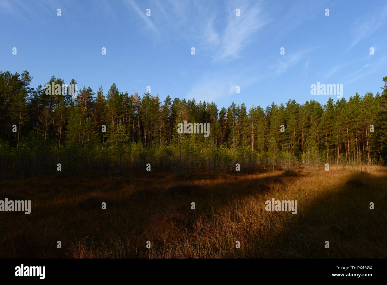 Marais de la forêt de l'automne dans l'ombre et la lumière du soleil du matin du soleil levant Banque D'Images