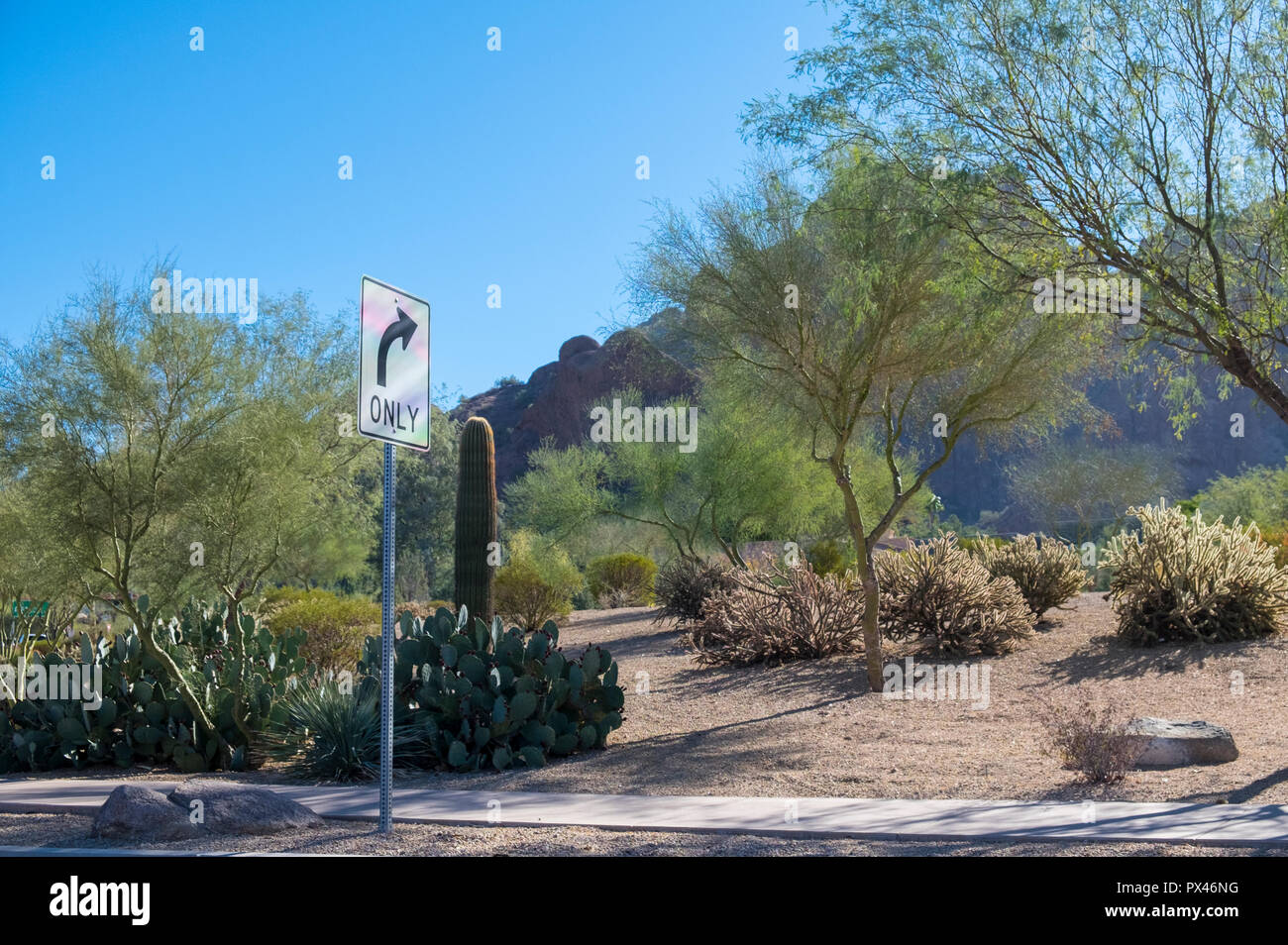 Scène de désert avec tournez à côté et cactus, Arizona, USA Banque D'Images