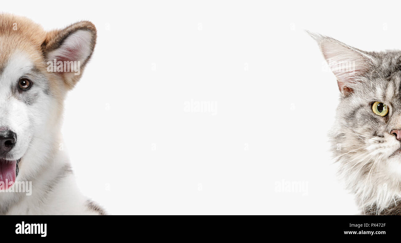 L Image Drole D Un Chien Et Chat Regardant La Camera Isolated On White Photo Stock Alamy