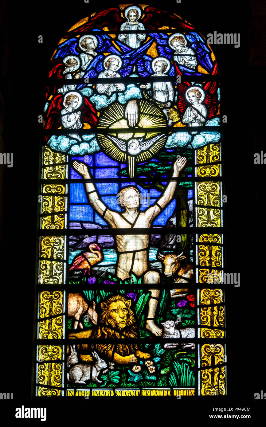 St Ann's cathédrale protestante de Belfast, Irlande du Nord. Vitrail. Adam. L'Ulster, Royaume-Uni Banque D'Images