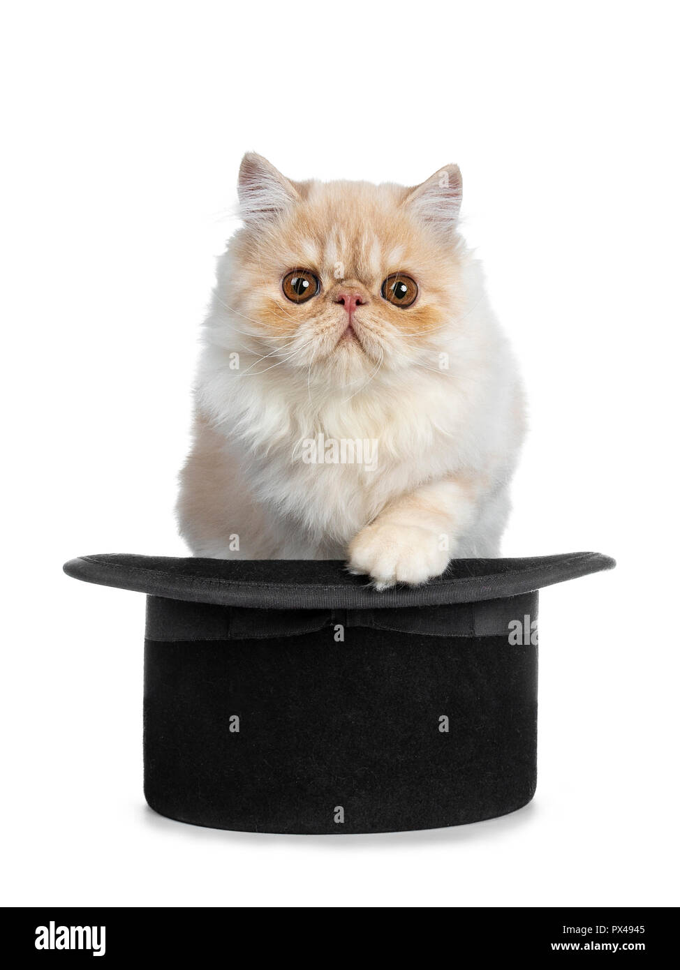 Crème de fumer chat Persan chaton assis en noir et un chapeau de magicien sur le bord de la patte, à tout droit à l'appareil photo avec de grands yeux marron ronde. Isolé Banque D'Images