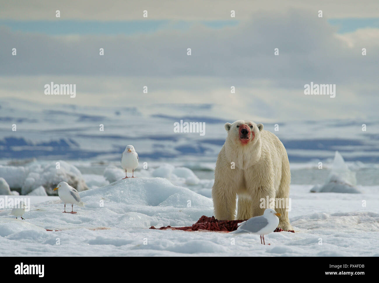 L'ours polaire (Ursus maritimus) l'alimentation de la carcasse d'un phoque capturé dans la neige, Svalbard, Norvège, de l'Arctique norvégien Banque D'Images