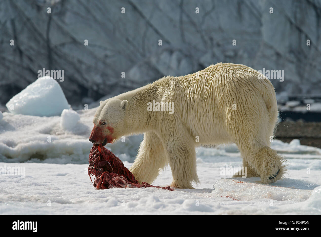 L'ours polaire (Ursus maritimus) l'alimentation de la carcasse d'un phoque capturé dans la neige, Svalbard, Norvège, de l'Arctique norvégien Banque D'Images