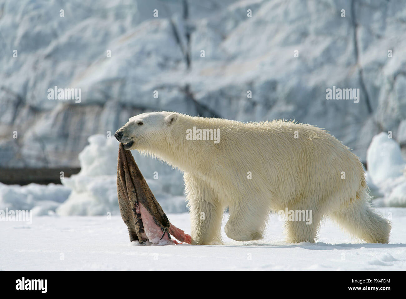 L'ours polaire (Ursus maritimus) capturé avec la peau de phoque, Svalbard,  Norvège, de l'Arctique norvégien Photo Stock - Alamy