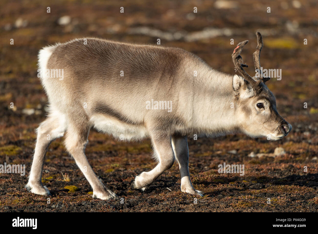 Renne du Svalbard (Rangifer tarandus platyrhynchus), l'archipel du Spitzberg, Svalbard et Jan Mayen (Norvège) Banque D'Images