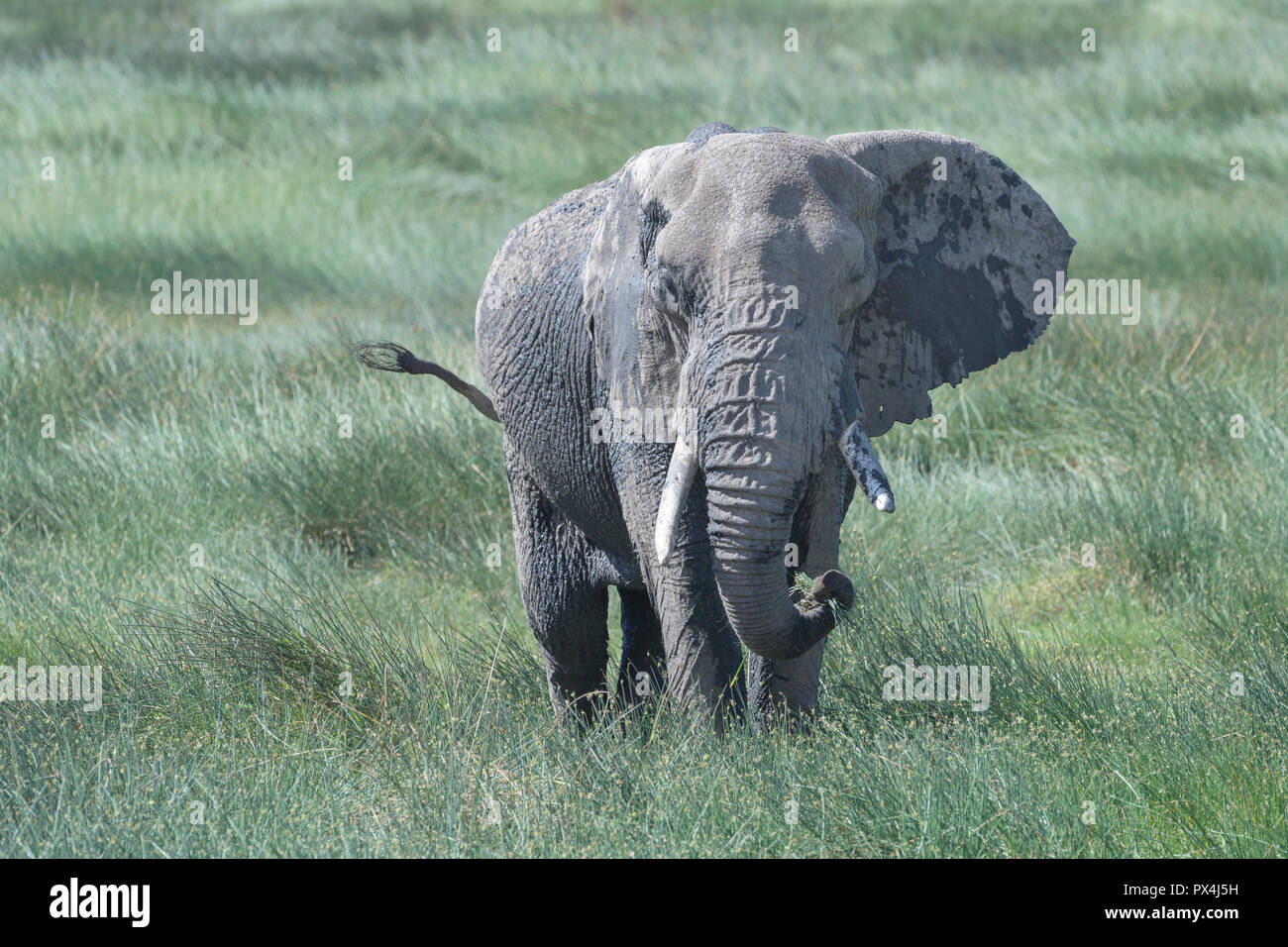 L'éléphant africain (Loxodonta africana) se nourrissent dans les marais, Ndutu Ngorongoro Crater national park, en Tanzanie. Banque D'Images