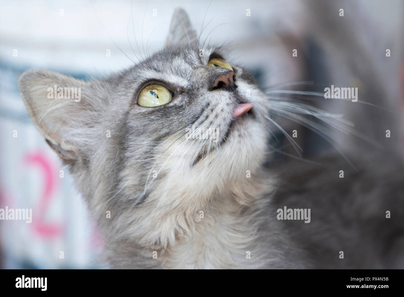 Libre à Chat Gris Aux Yeux Verts Banque Dimages Photo