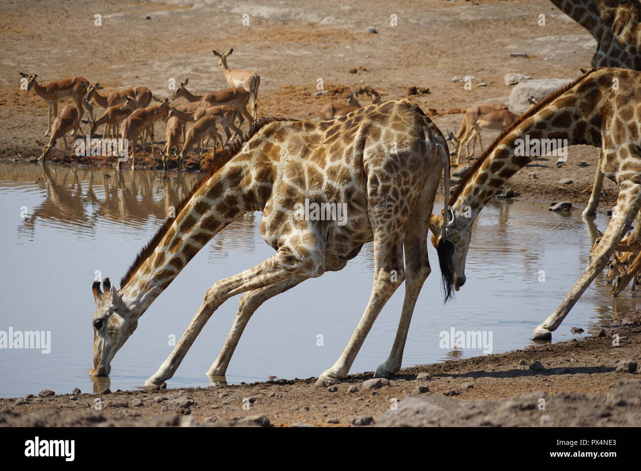 Giraffen und andere Tiere suis Wasserloch Chudob', 'Parc national d'Etosha, Namibie Namibie, Afrika Banque D'Images