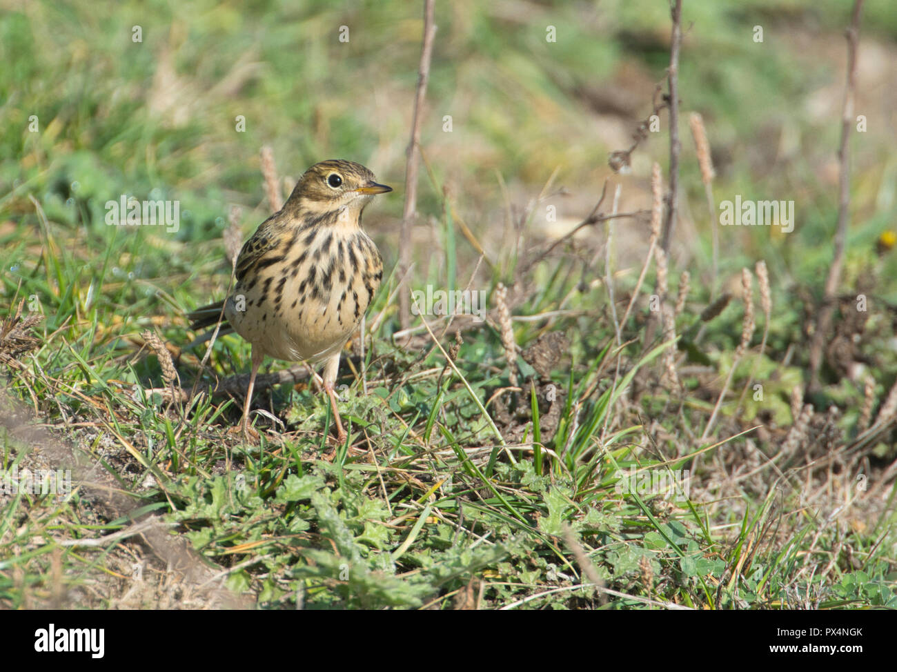 Meadow pipit spioncelle (Anthus pratensis) qui se nourrissent de l'herbe à l'automne de la Banque mondiale Banque D'Images