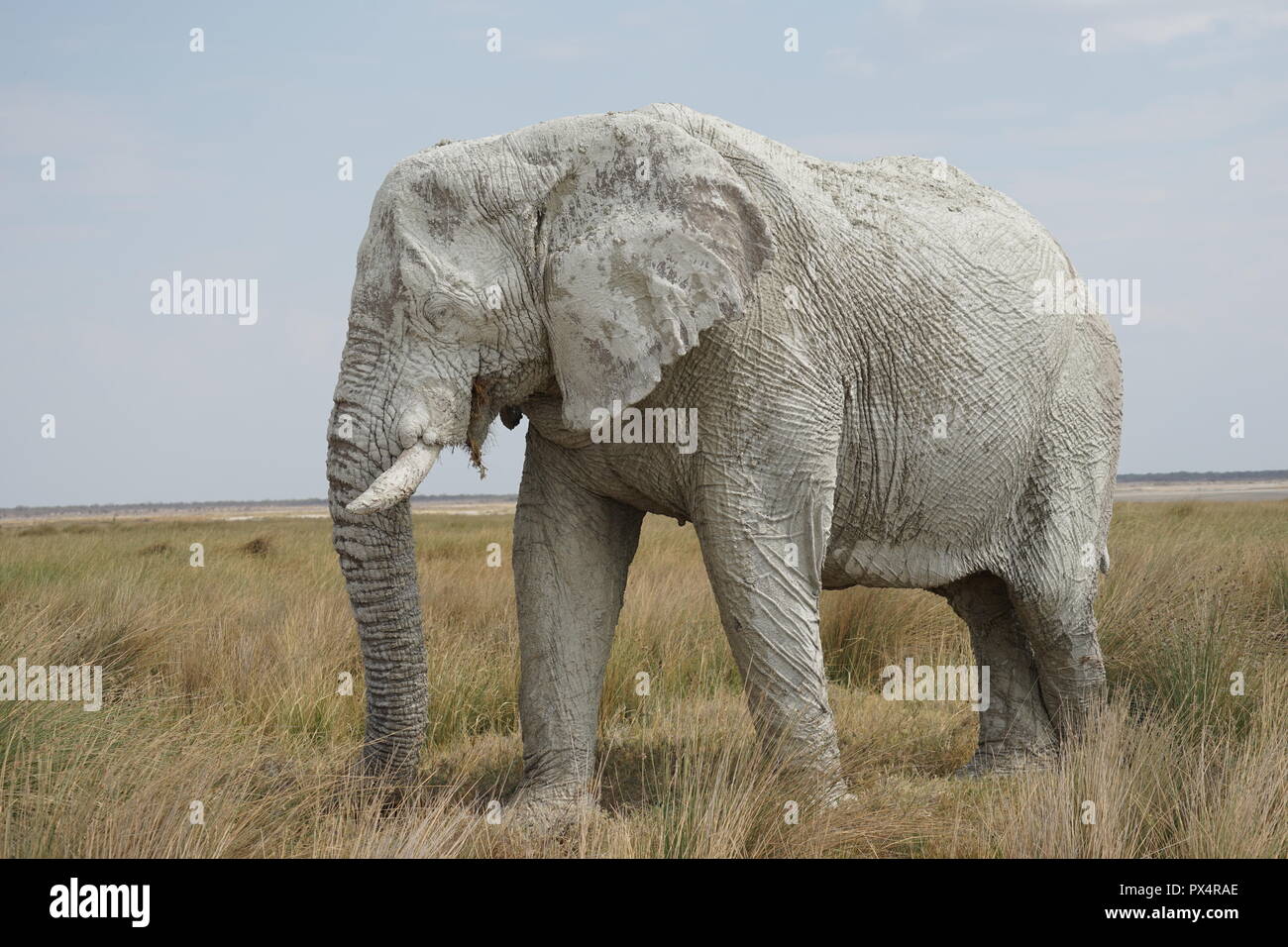 Weißer Elefant, mit weißem Schlamm bedeckt, Etosha Nationalpark, Namibie, Afrique Banque D'Images