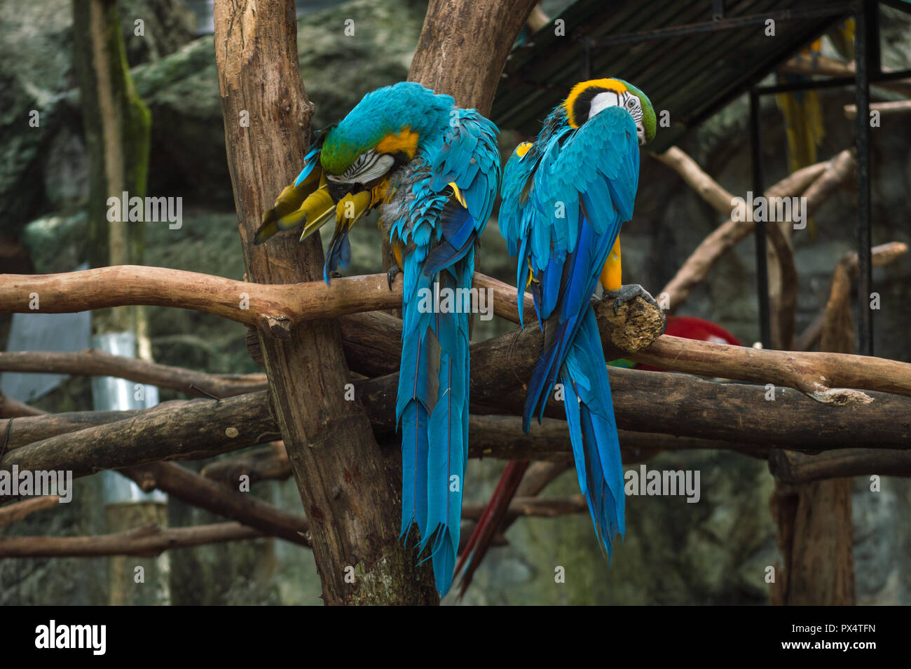 Chiang Mai, Thaïlande - 1 juillet 2018 : à Chiang Mai Zoo, bleu et or Ara. Banque D'Images