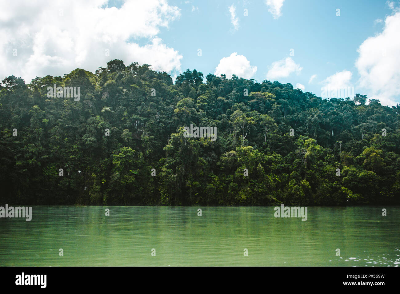 Jungle dense entourant l'eau verte du Rio Dulce au Guatemala Banque D'Images