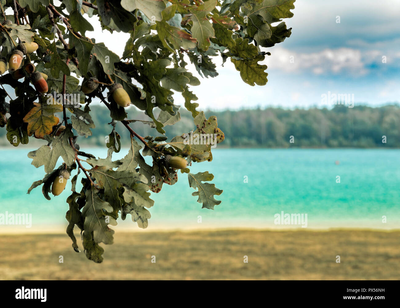 Arrière-plan flou avec un lac et un paysage estival arbre d'automne avec les glands dans la forte avant-plan. Banque D'Images