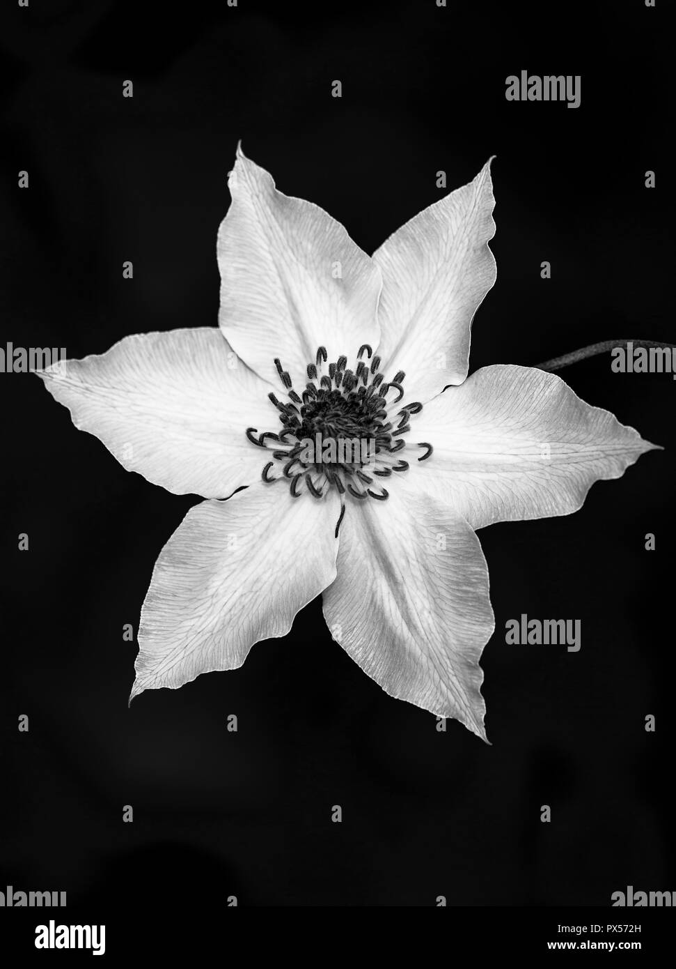 Clematis florida 'Evirida' pistache, en monochrome Banque D'Images