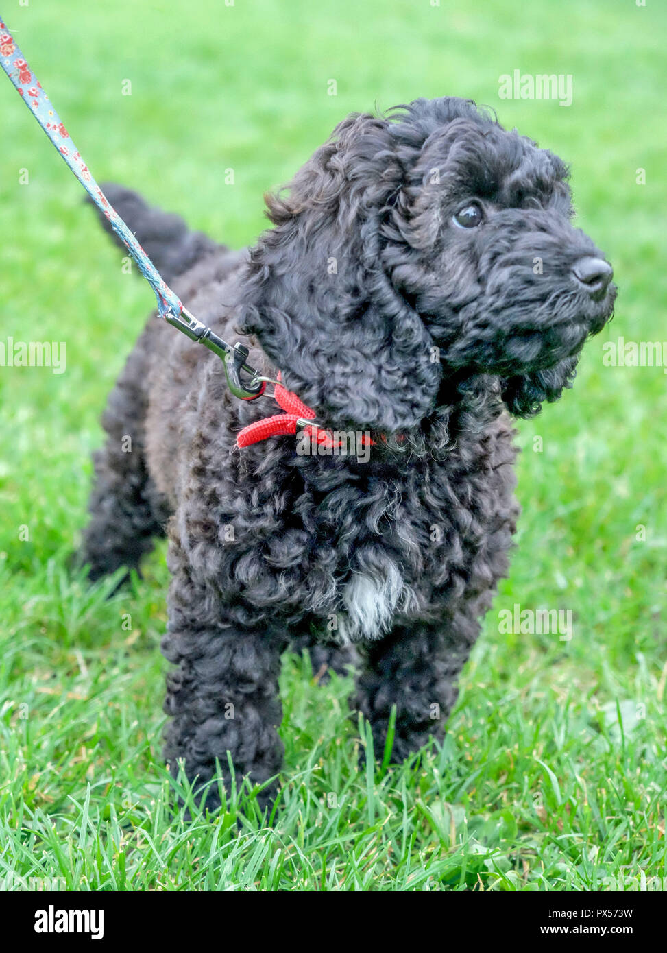 Cockerpoo chiot aux cheveux noirs bouclés dans l'herbe verte en laisse avec un collier rouge, elle a un triangle de fourrure blanche sur sa poitrine et long blac Banque D'Images