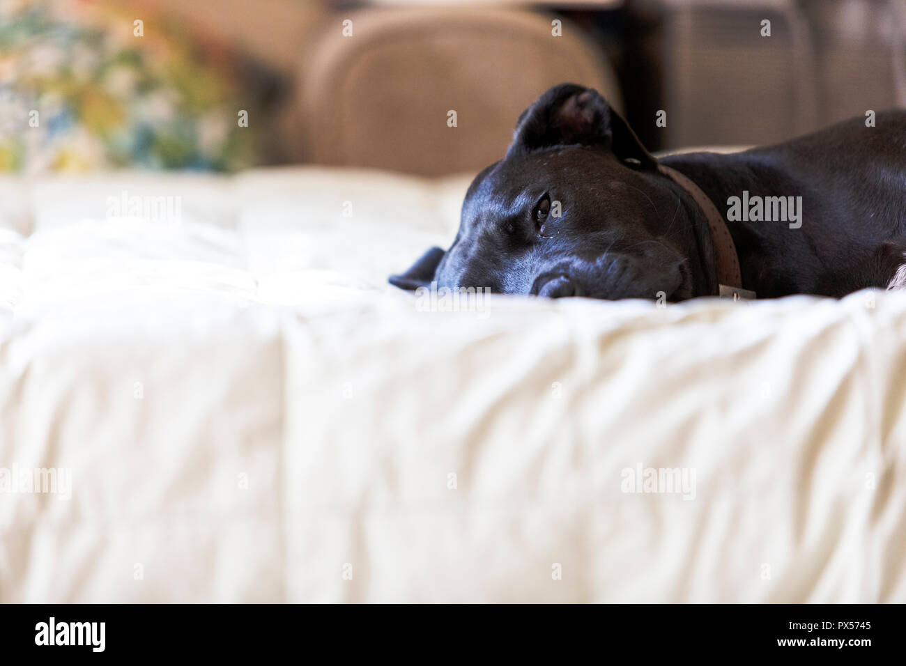 Pitbull Noir Banque D Image Et Photos Alamy
