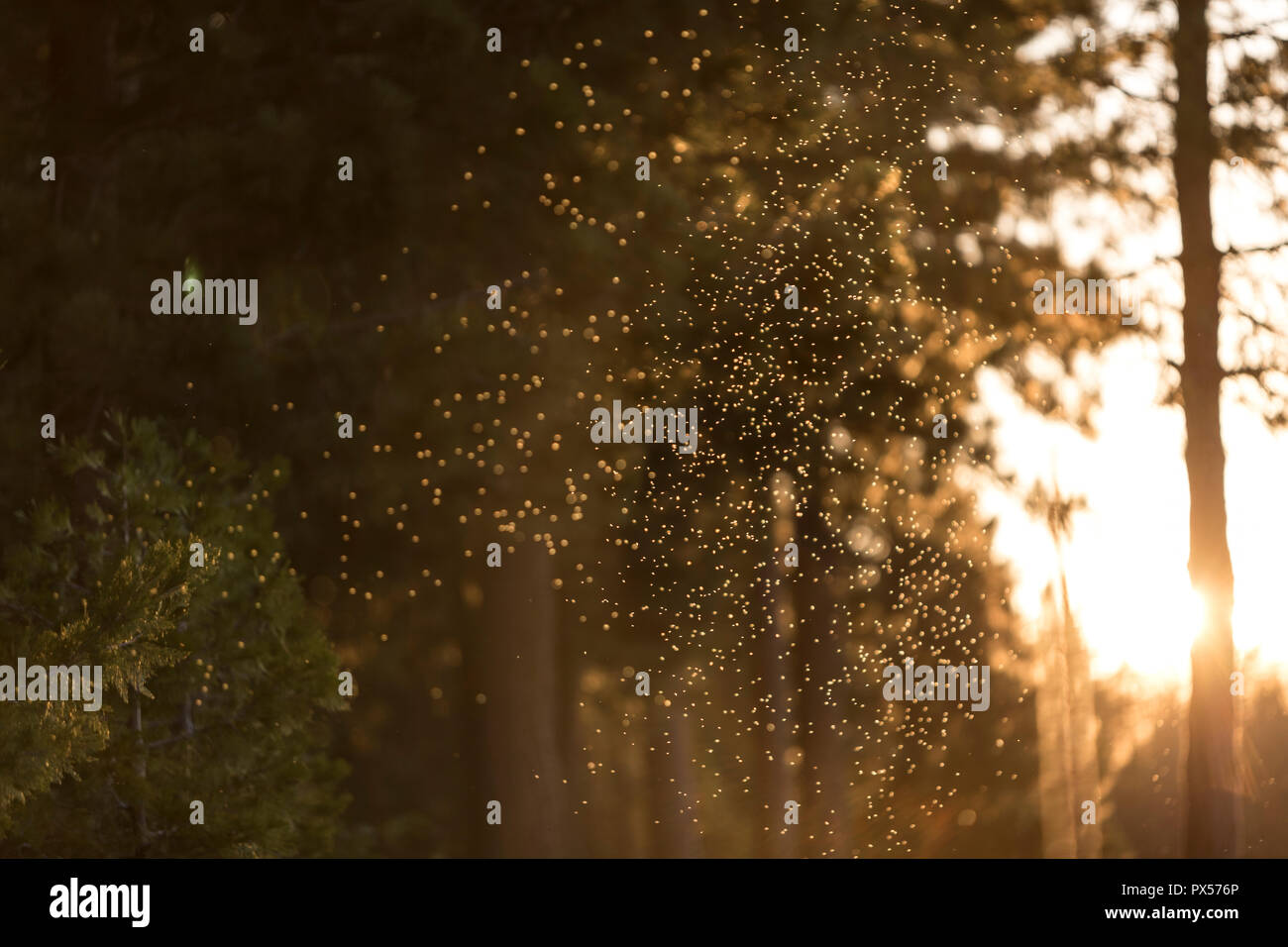 Les petites mouches illuminée par le soleil du soir Banque D'Images