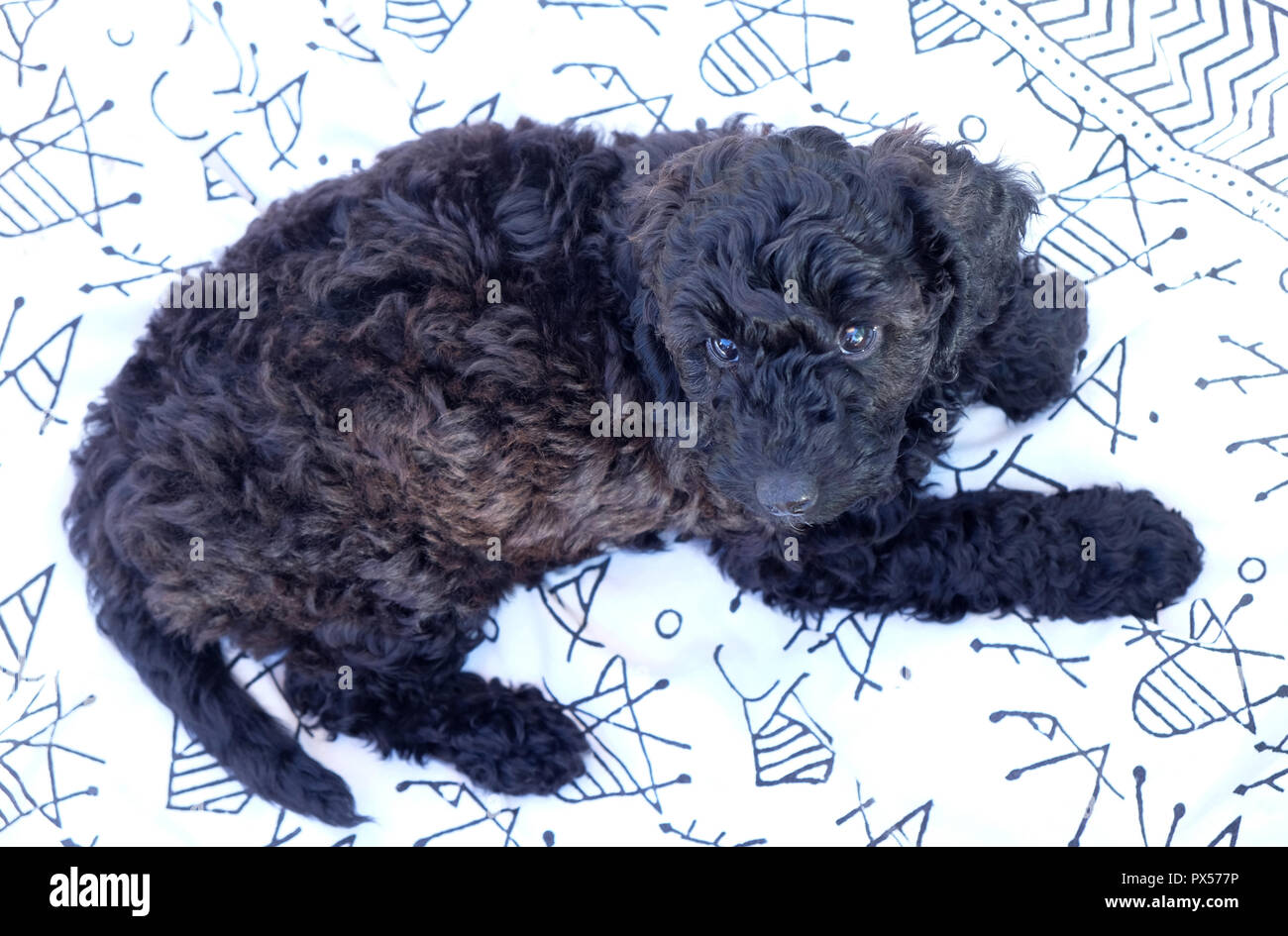 Cockapoo noir tv puppy allongé sur une couverture noire et blanche le chiot est stairing directement dans l'appareil photo avec ses deux pattes avant étiré Banque D'Images