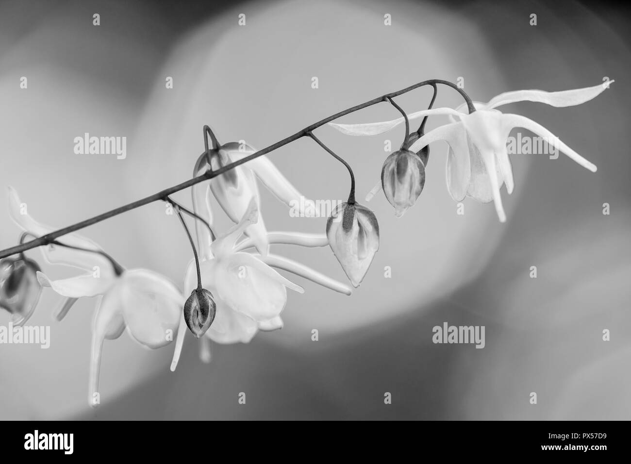 Epimedium x youngianum 'Yenomoto' en monochrome Banque D'Images