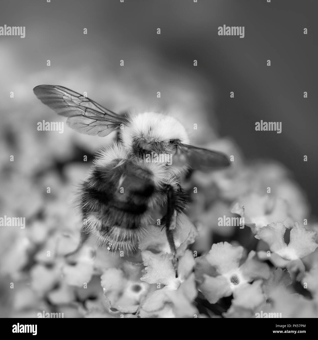 Bee pollen avec attaché, est assis sur une fleur de Buddleja davidii, nom commun buddleia. Ceci est également connu comme l'arbre aux papillons, mais il attire les abeilles un Banque D'Images