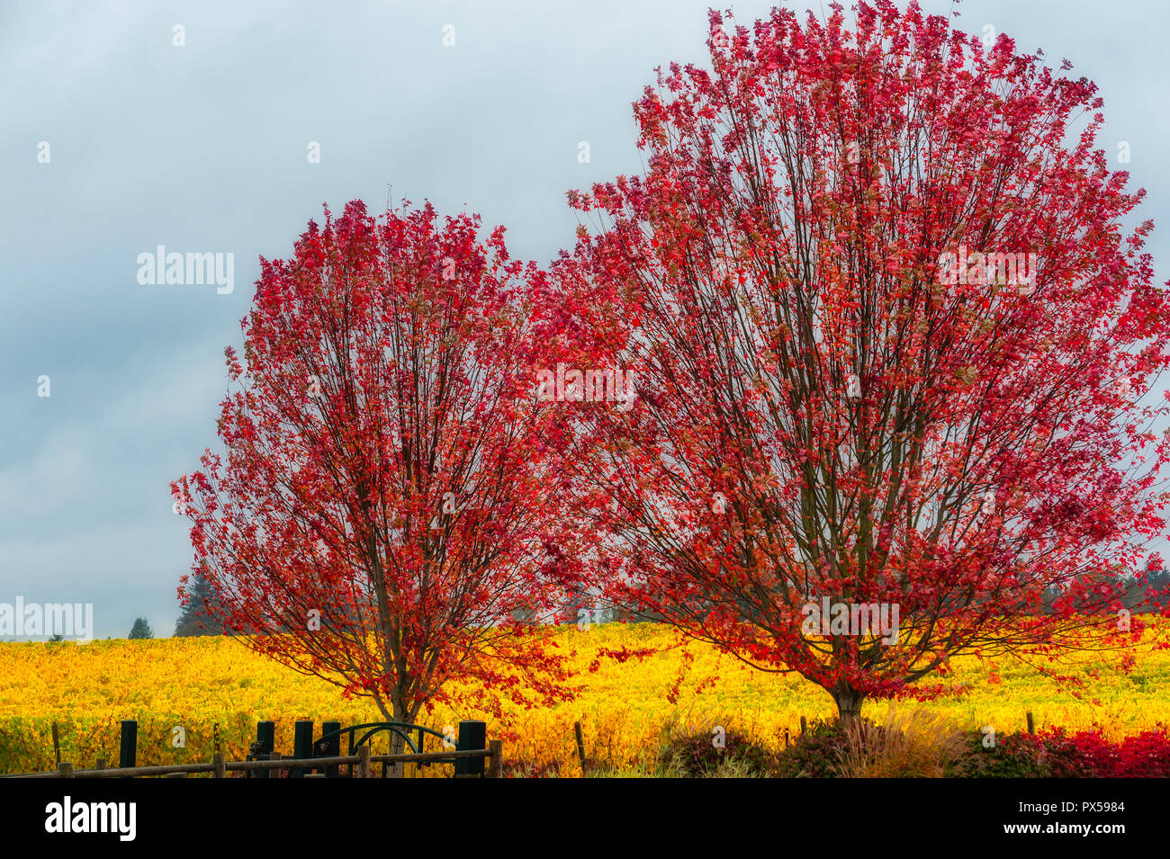 Couleurs d'automne des vignes jaune et rouge les feuilles des deux arbres sont renforcées par la pluie brumeuse. Banque D'Images