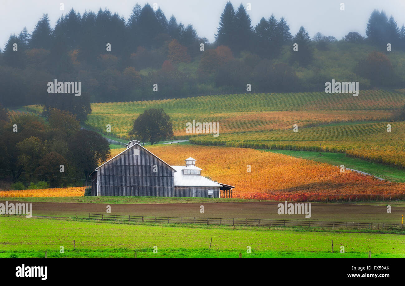 Dundee, Illinois, USA - 2 novembre 2014 couleurs d'automne : remplir le Dundee Hills Wine Country à Dundee, Oregon. Banque D'Images