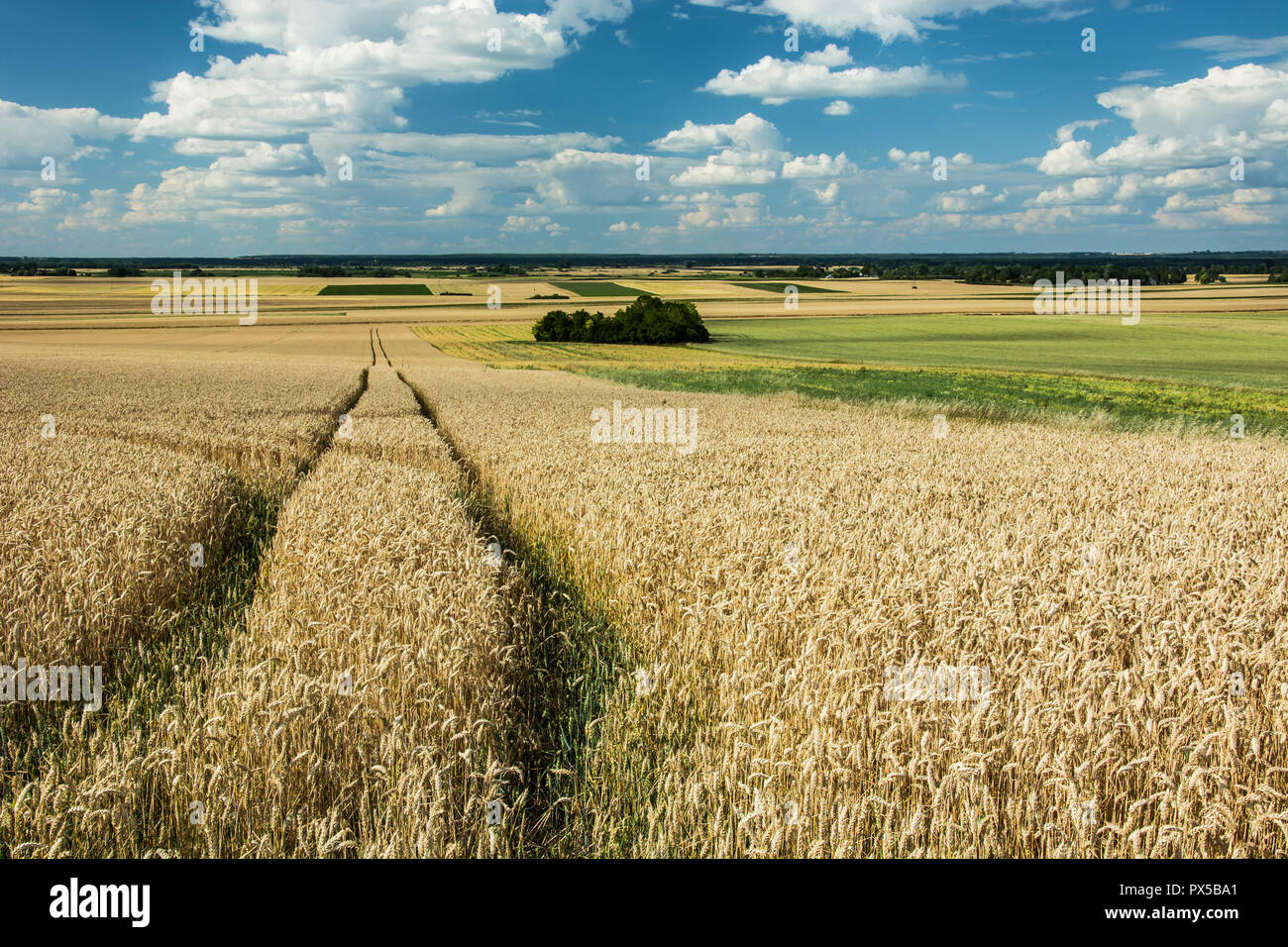 Chemin technologique dans un champ de blé et nuages dans le ciel Banque D'Images