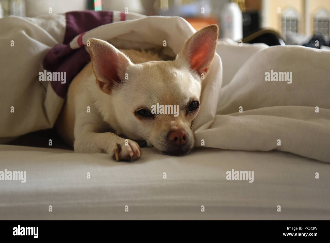 Couchage chien Banque D'Images