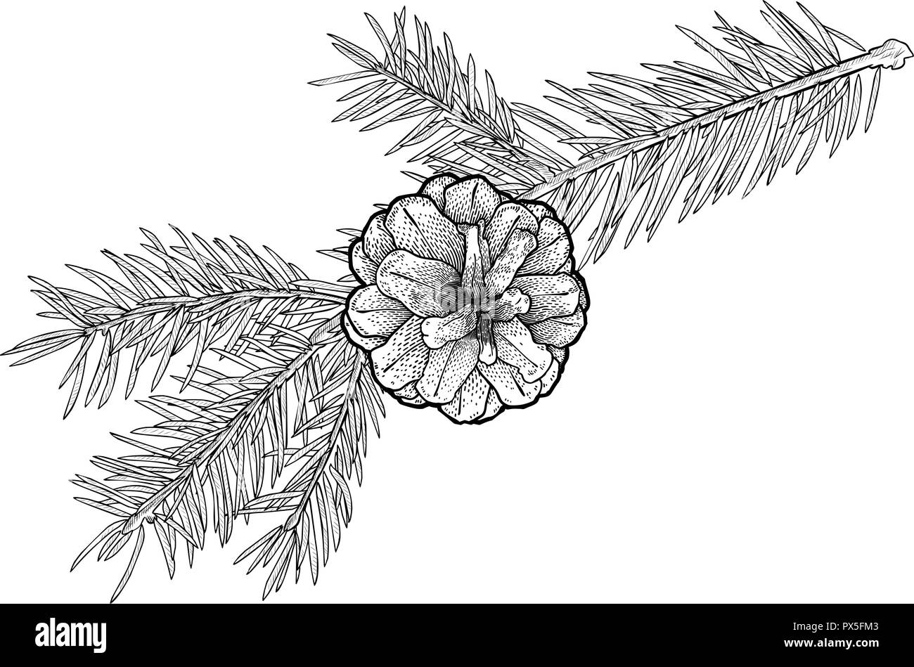 La direction générale de sapin dessiné à la main avec cône isolé sur fond blanc. Illustration de Vecteur