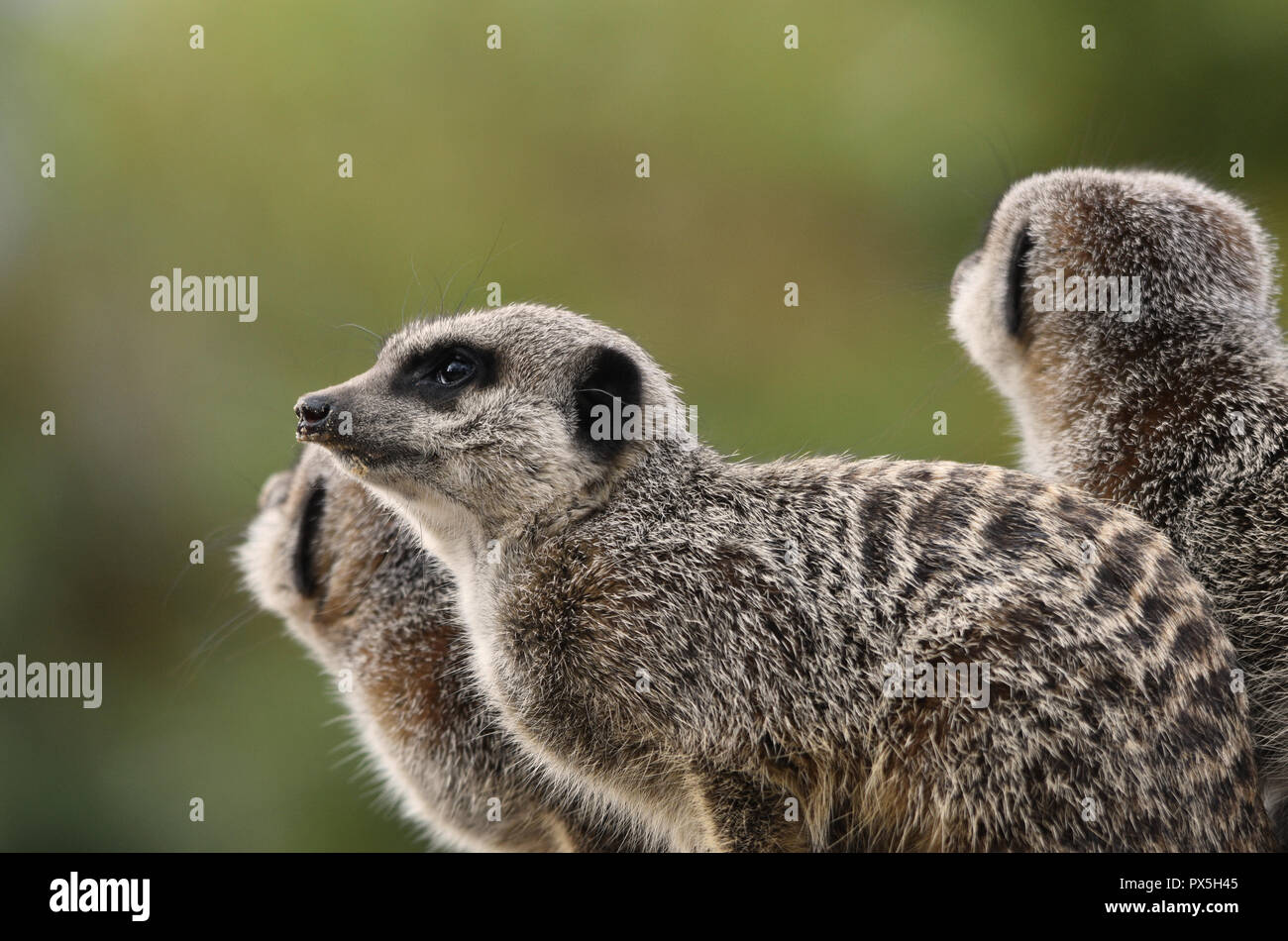 suricates Banque D'Images