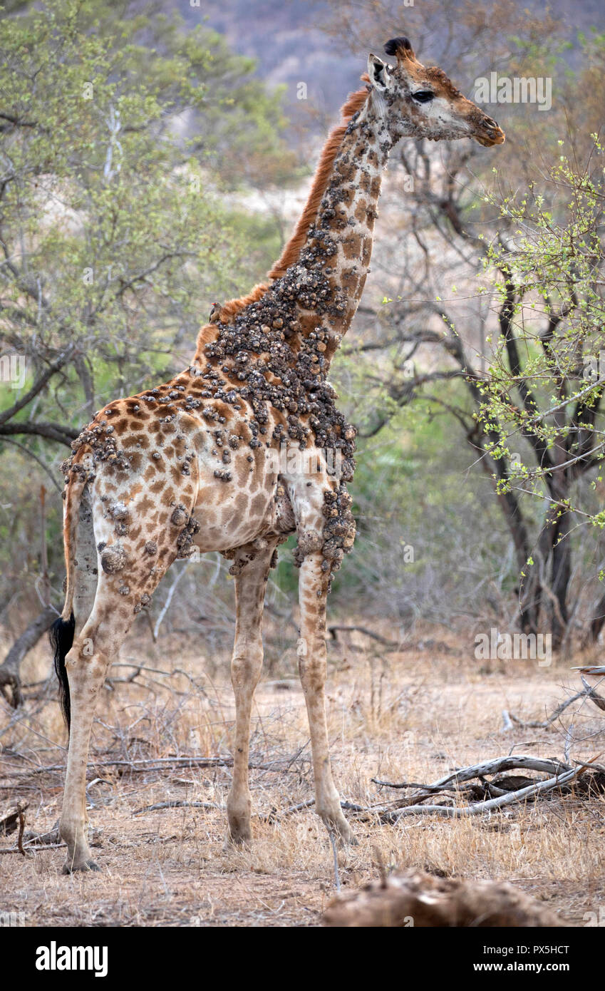 Le Parc National de Kruger. Girafe malades ( (Giraffa camelopardalis ) dans la savane. Portrait. L'Afrique du Sud. Banque D'Images