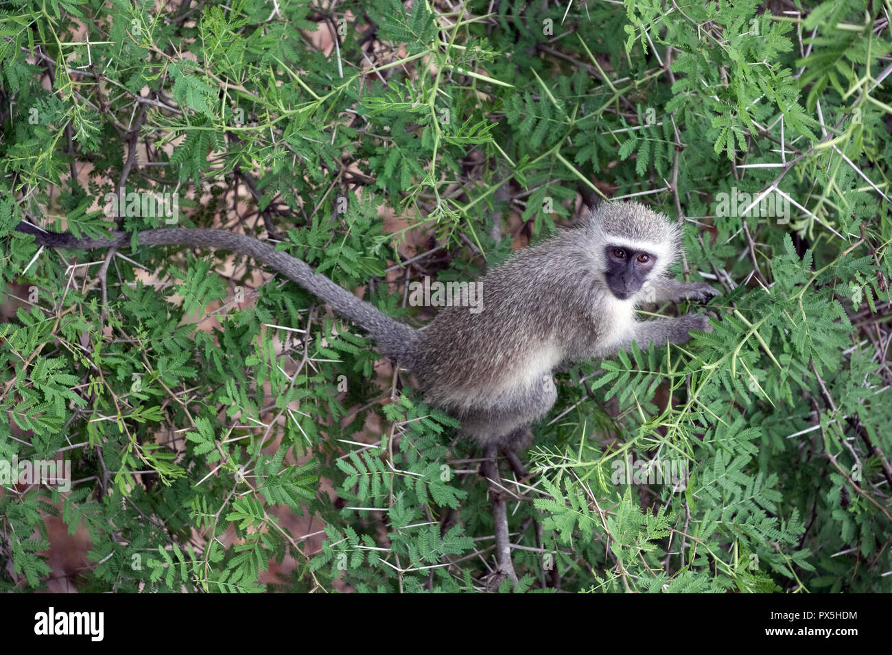 Le Parc National de Kruger. Un singe (Chlorocebus pygerythrus). L'Afrique du Sud. Banque D'Images