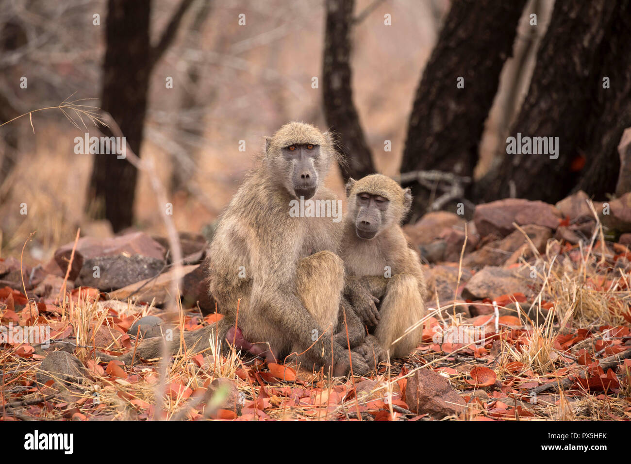 Le Parc National de Kruger. Deux singes vervet (Chlorocebus pygerythrus). L'Afrique du Sud. Banque D'Images