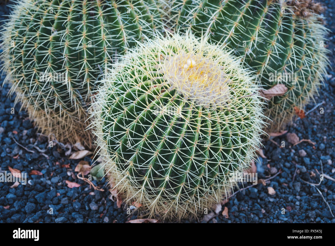 Cactus closeup, cactus plante macro piscine Banque D'Images