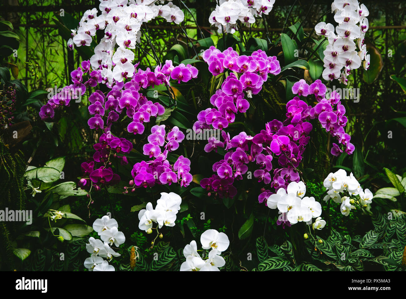 Mauve et blanc orchidées dans une serre en Indonésie Lembang avec fond vert Banque D'Images