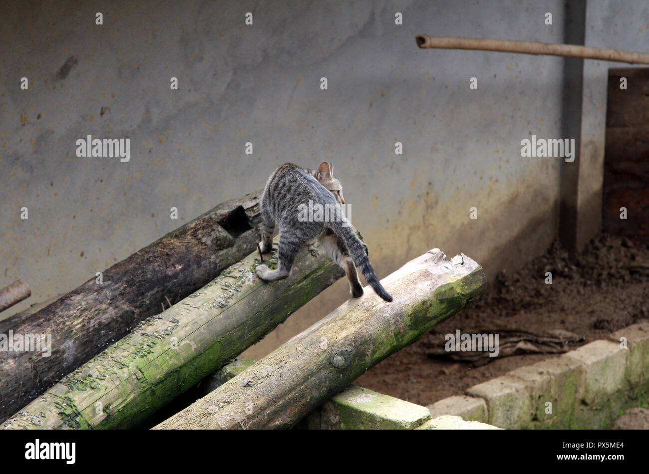 Intrepid cat scales toit en appentis dans un village au Vietnam Banque D'Images