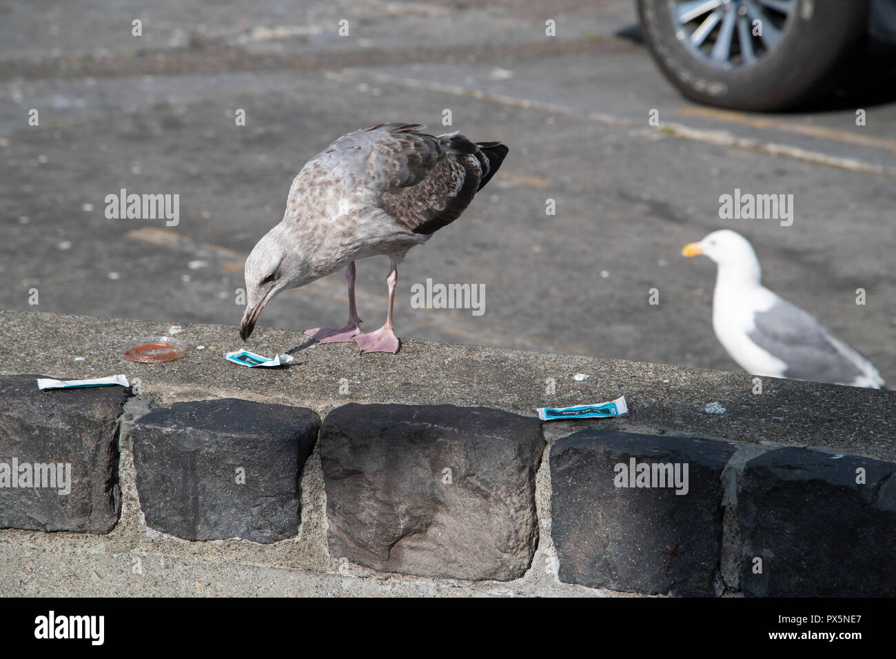 Une jeune et une mature (seagull Goéland à ailes grises Larus glaucescens), l'inspection des emballages et déchets dans un parking de Vancouver, BC. Banque D'Images