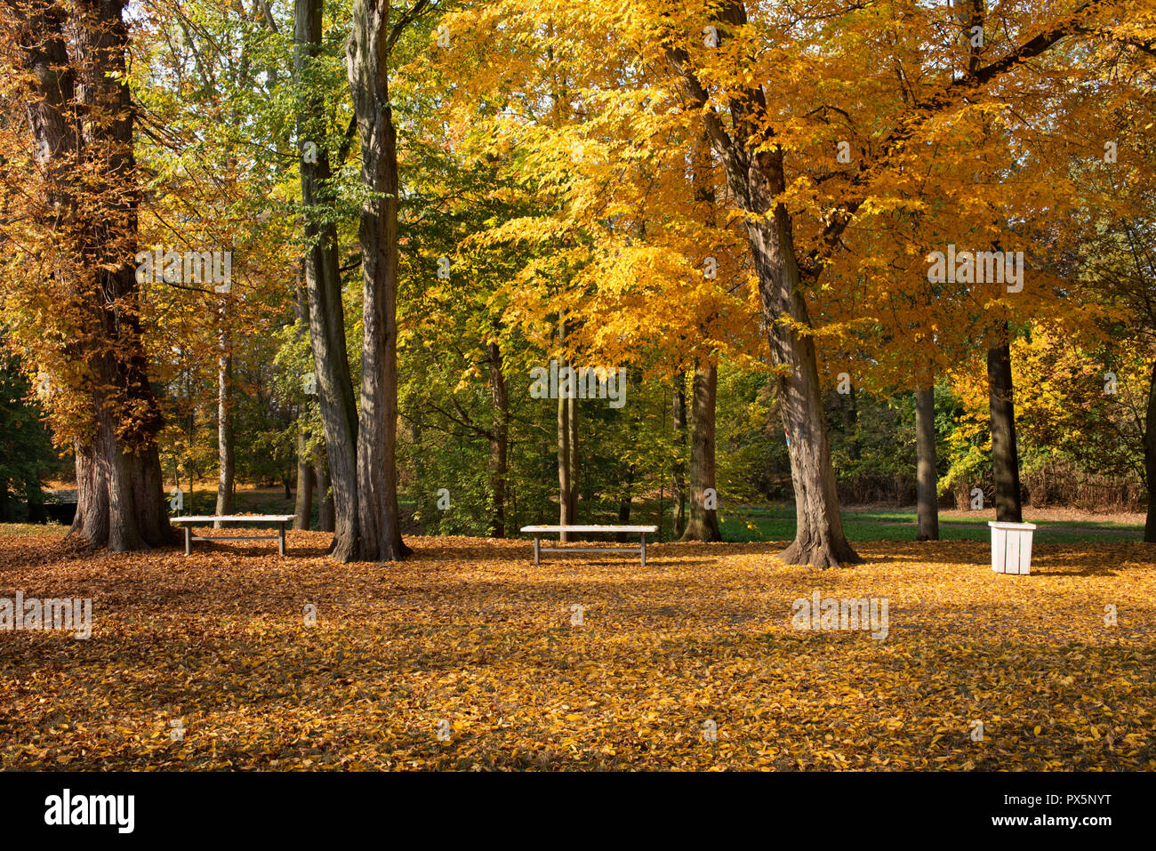 Strees Érable dans le parc en automne Banque D'Images
