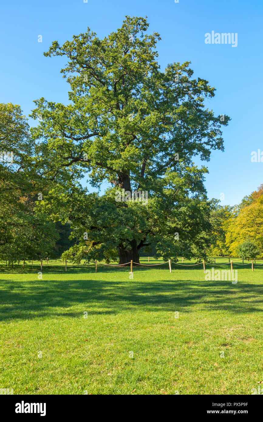 Arbre de chêne monumental au parc Karlsaue, Kassel, Hesse, Allemagne Banque D'Images