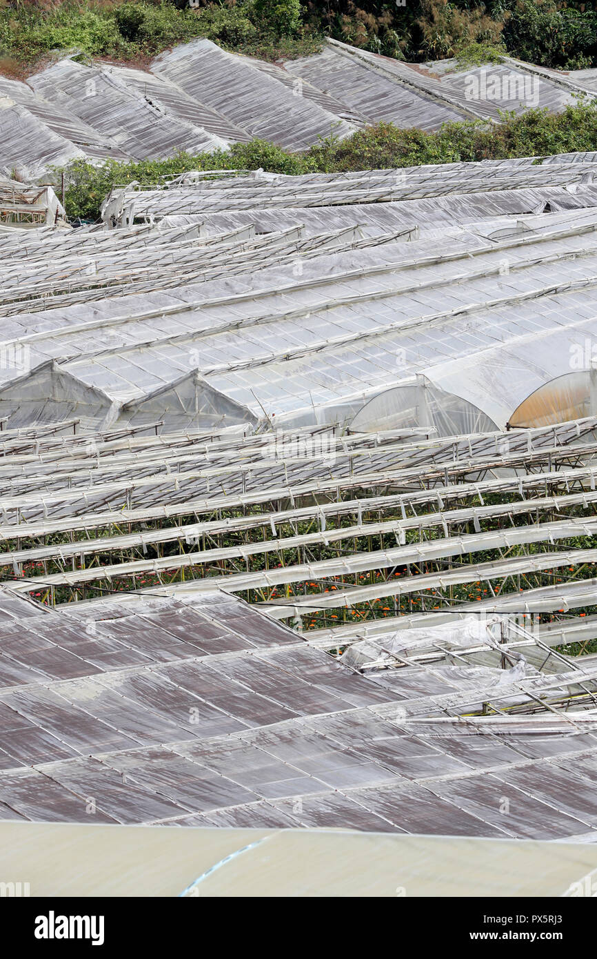 Ferme de légumes hydroponiques biologiques. Femme travaillant sur les fleurs des lignes dans les émissions. Dalat. Le Vietnam. Banque D'Images