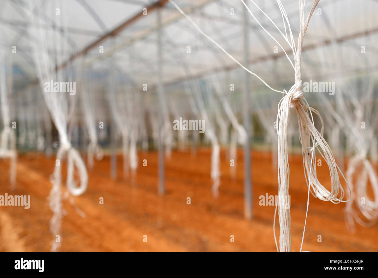 Ferme de légumes hydroponiques biologiques. Femme travaillant sur les fleurs des lignes dans les émissions. Dalat. Le Vietnam. Banque D'Images