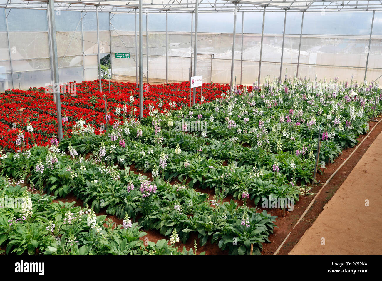 Ferme de légumes hydroponiques biologiques. Lignes de fleurs en serre. Dalat. Le Vietnam. Banque D'Images