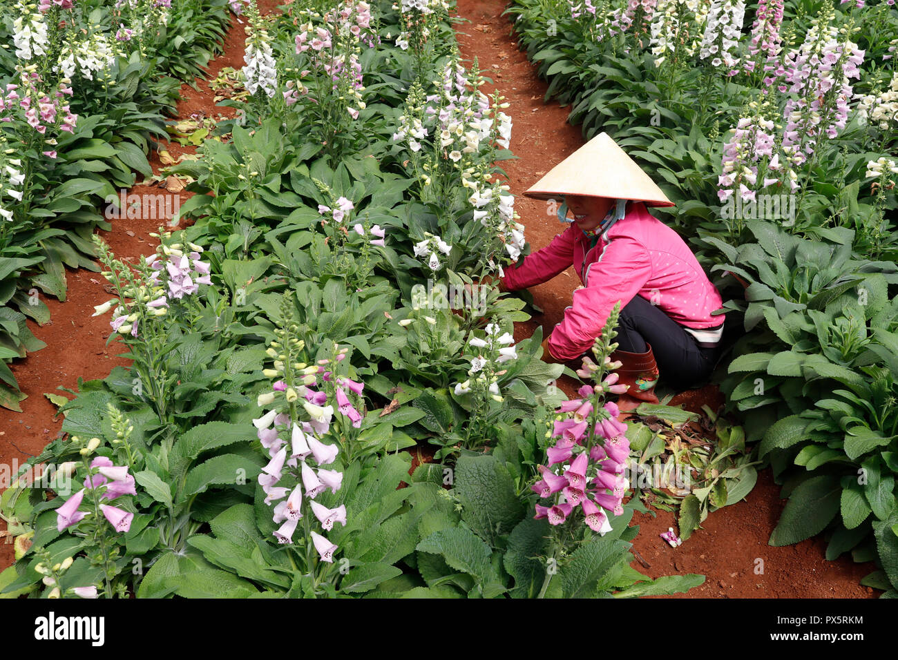 Ferme de légumes hydroponiques biologiques. Femme au travail sur les lignes de fleurs snapdragon serre. Dalat. Le Vietnam. Banque D'Images
