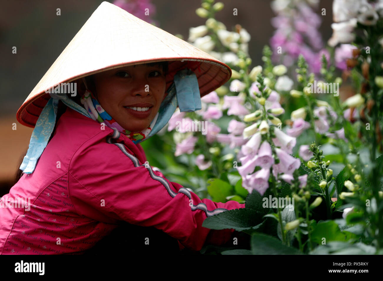 Ferme de légumes hydroponiques biologiques. Femme au travail sur les lignes de fleurs snapdragon serre. Dalat. Le Vietnam. Banque D'Images