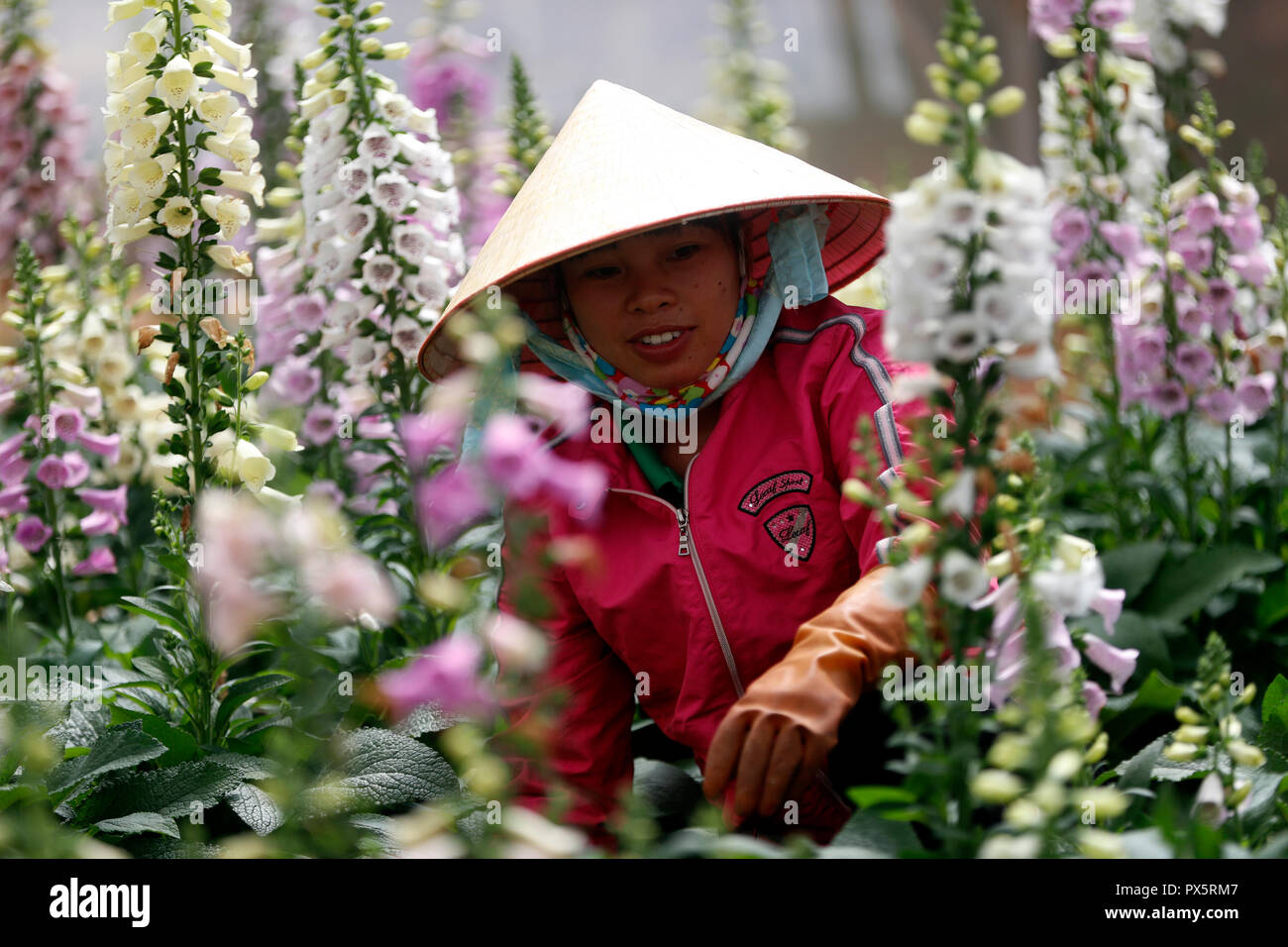 Ferme de légumes hydroponiques biologiques. Femme au travail sur les lignes de fleurs snapdragon serre. Dalat. Le Vietnam. Banque D'Images