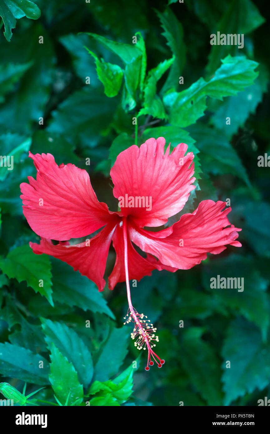 Fleur d'Hibiscus rouge. Cai Be. Le Vietnam. Banque D'Images Fleur d'Hibiscus rouge. Cai Be. Le Vietnam. Banque D'Images