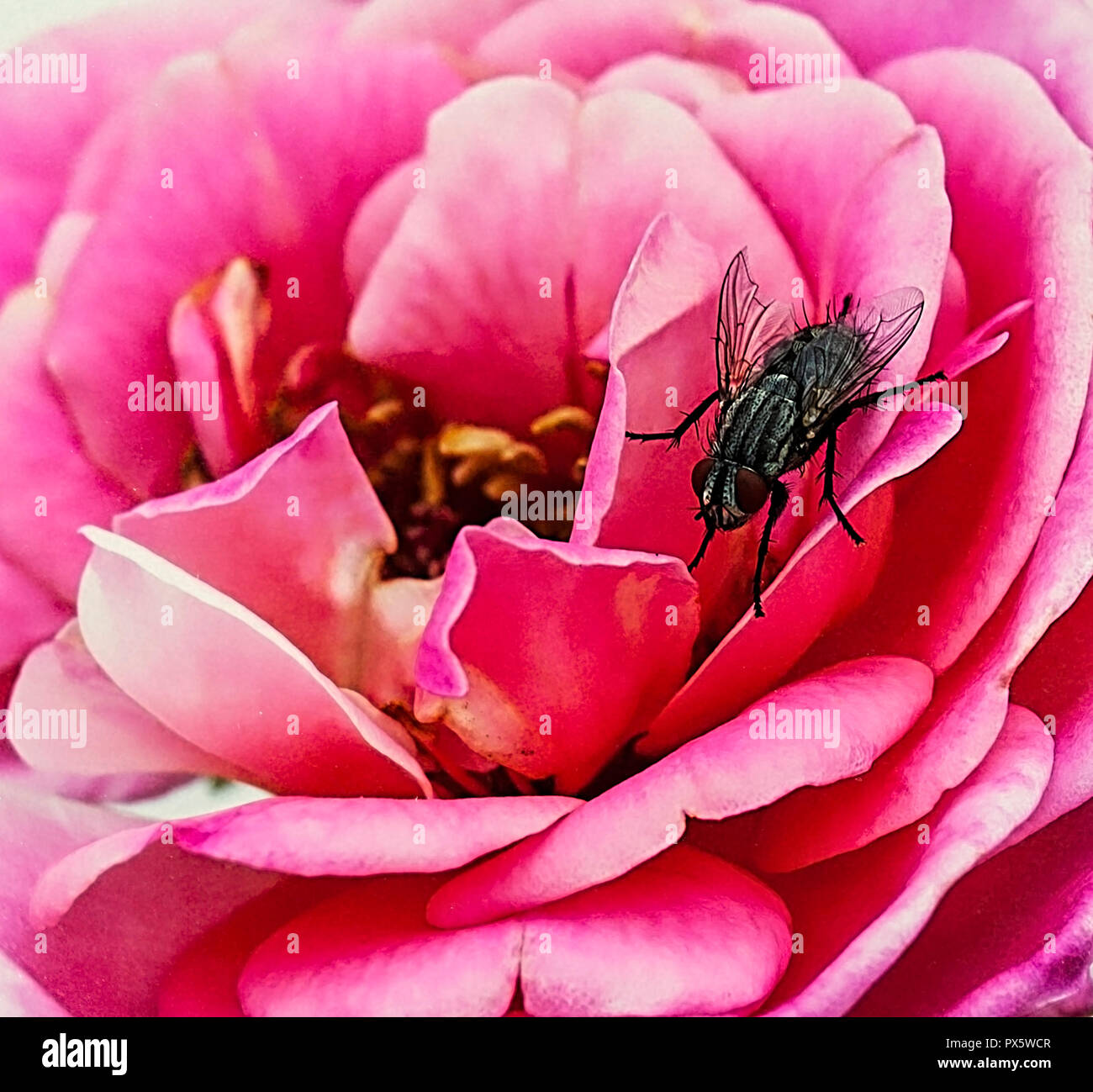 La mouche noire sur rose pétale de fleur . Gros plan extrême. Le point de droit. Banque D'Images