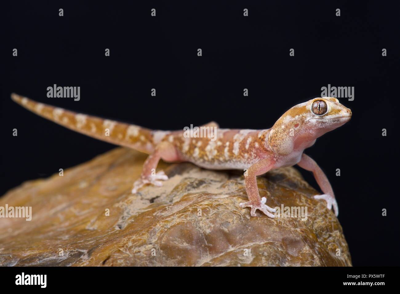 Pachydactylus latirostris Gecko (Quartz) Banque D'Images