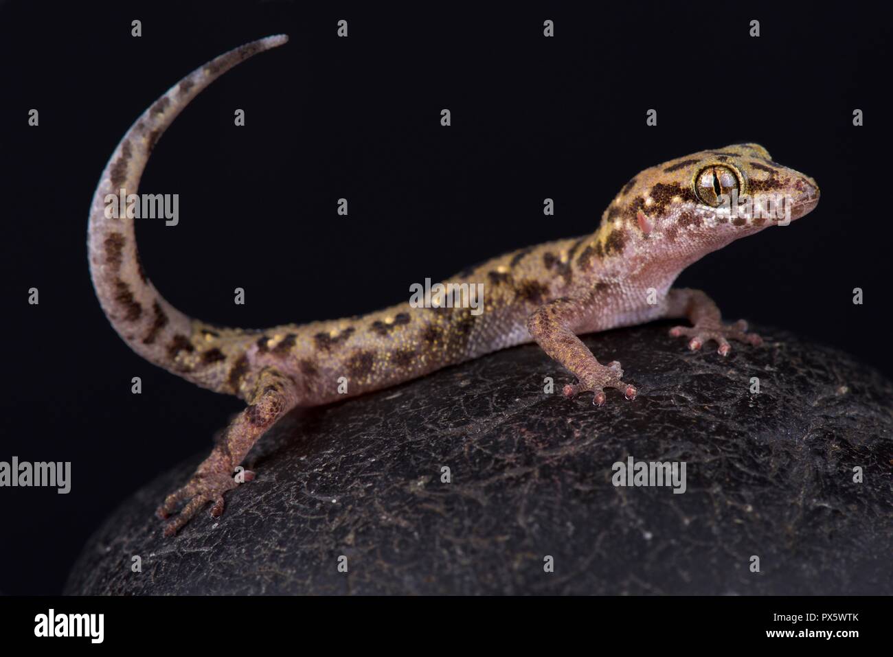Feuille siamois-toed gecko (Dixonius siamensis) Banque D'Images