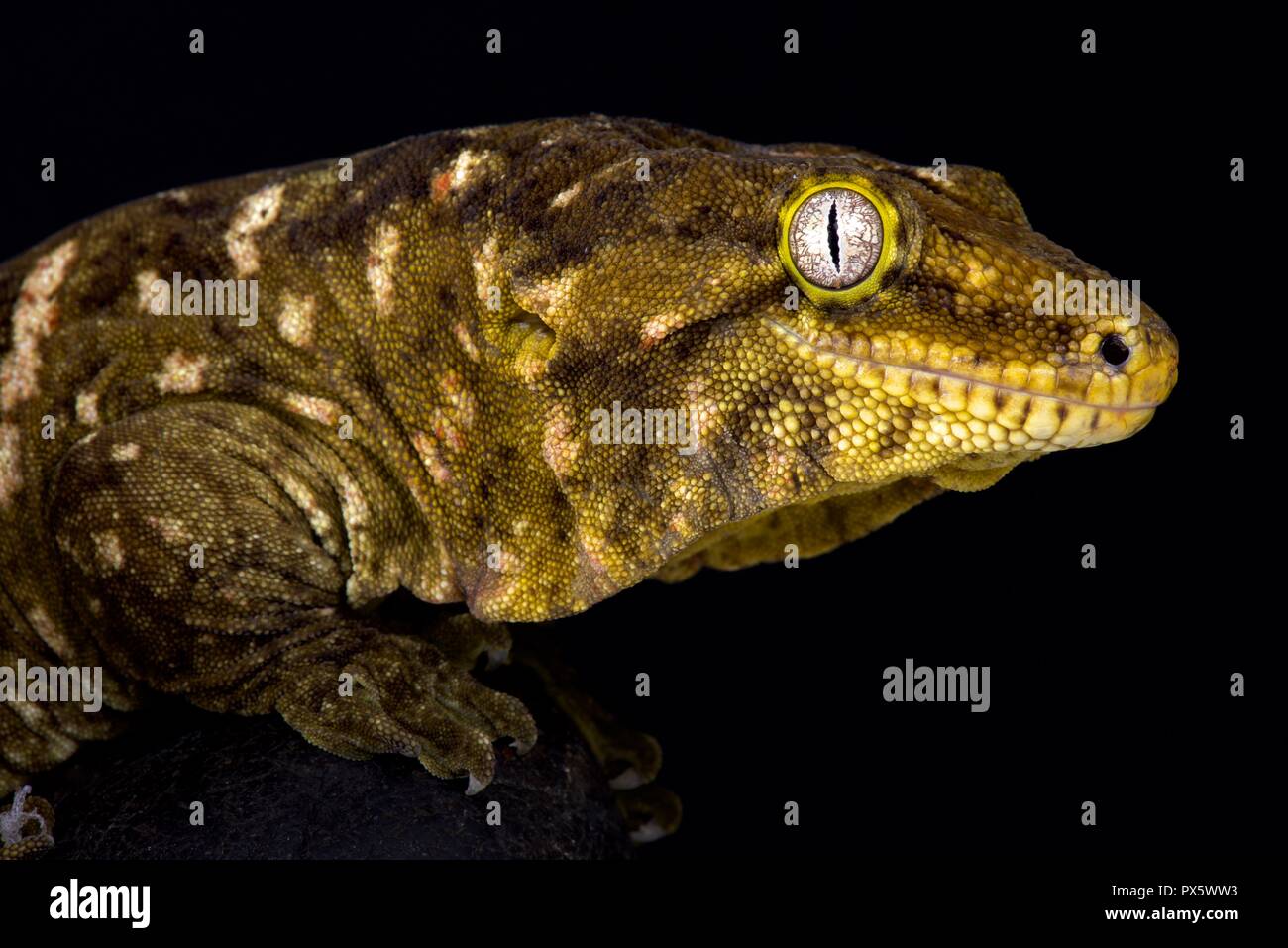 La néo-calédonien (Rhacodactylus leachianus gecko géant) est considéré comme le plus grand geckos vivant aujourd'hui. Ces géants sont endémiques de nouvelle Caledon Banque D'Images
